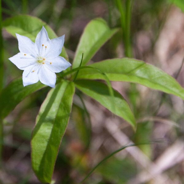 Lysimachia borealis 花