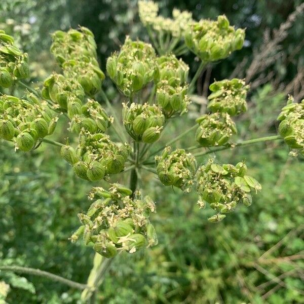 Heracleum sphondylium Kwiat