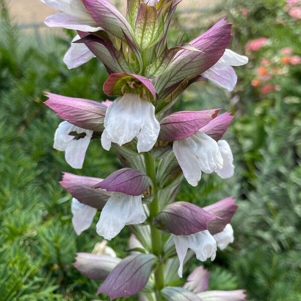 Acanthus spinosus Flor