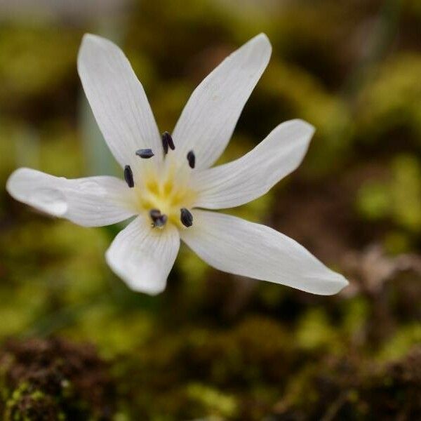 Colchicum cupanii Цветок