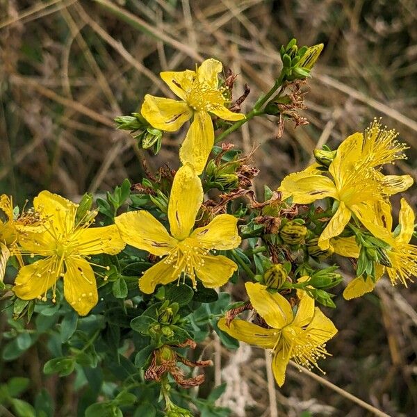 Hypericum perforatum Kvet