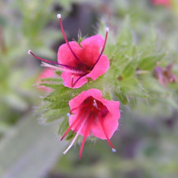 Echium wildpretii Flower