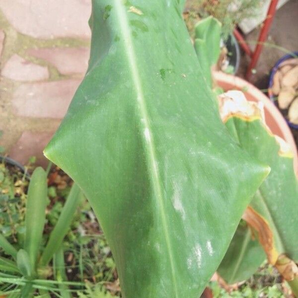 Hedychium gardnerianum Feuille