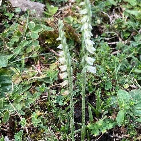 Spiranthes spiralis Flors