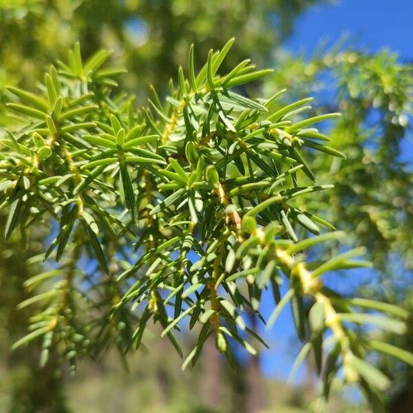 Juniperus cedrus Hoja