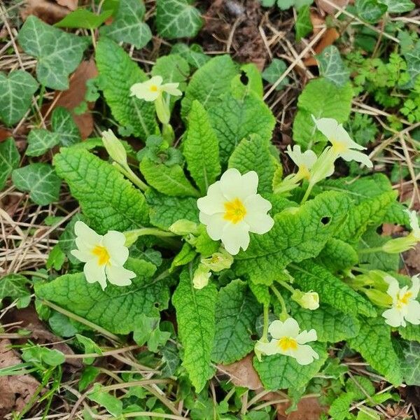 Primula vulgaris 花