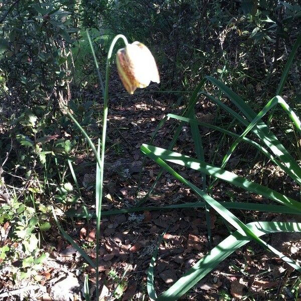 Fritillaria lusitanica Цвят