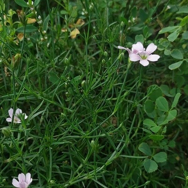 Petrorhagia saxifraga Leaf