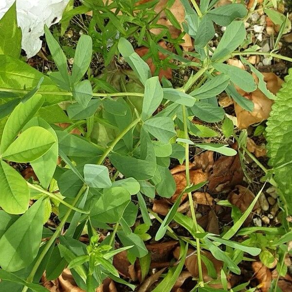 Baptisia australis Агульны выгляд