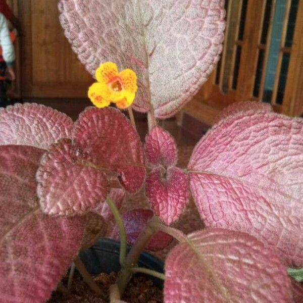 Episcia cupreata Leht