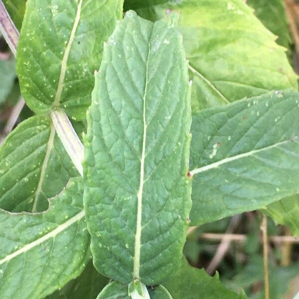 Mentha longifolia Leaf