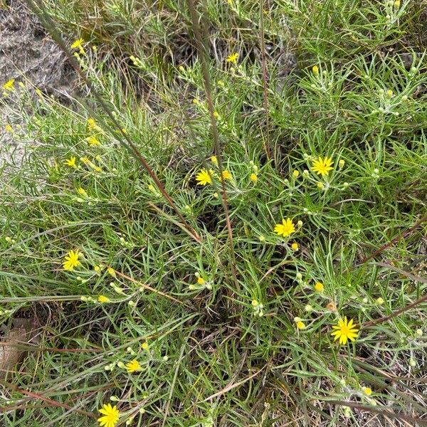 Pityopsis graminifolia Habitat