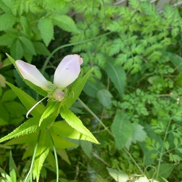 Chelone glabra Blomst