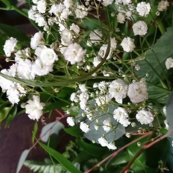 Gypsophila paniculata Flower