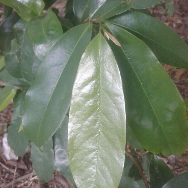 Annona muricata Foglia