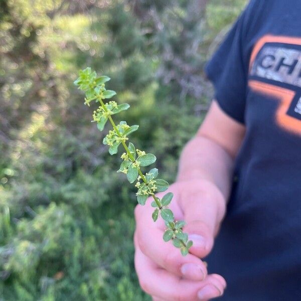 Cruciata glabra Folha