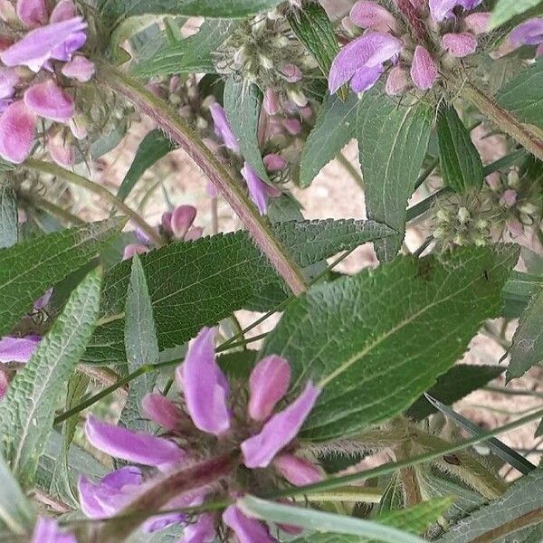 Phlomis herba-venti പുഷ്പം