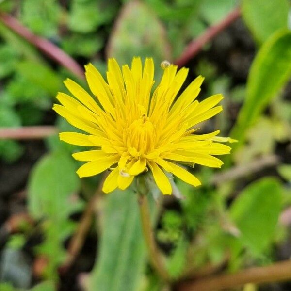 Taraxacum campylodes Flower