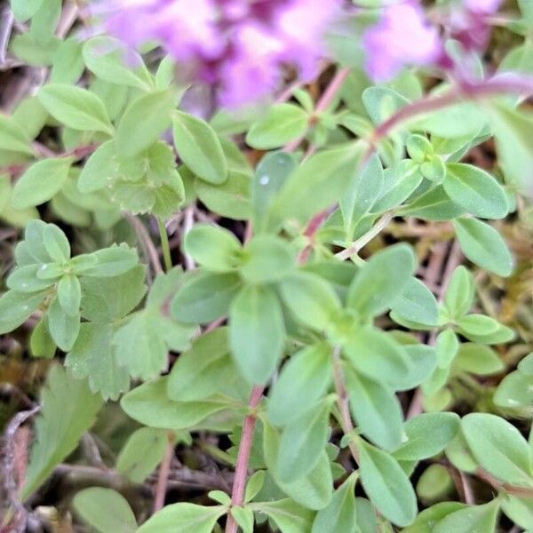 Thymus pulegioides Frunză