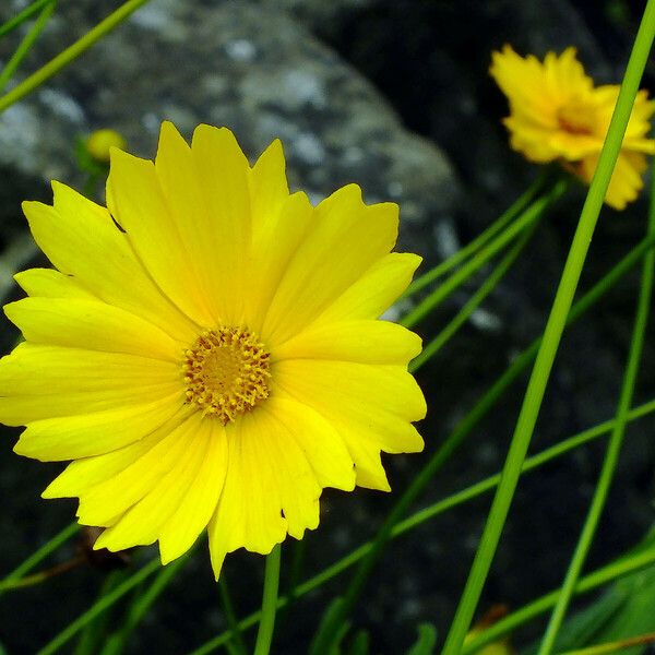 Coreopsis lanceolata Flower