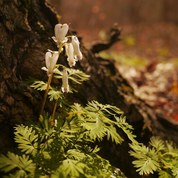 Dicentra canadensis Hábito