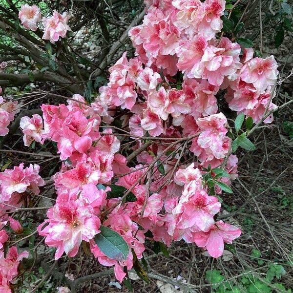 Rhododendron indicum Çiçek