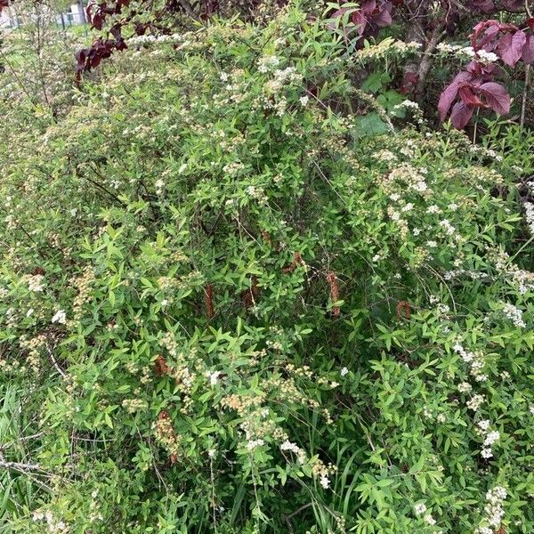 Spiraea hypericifolia موطن