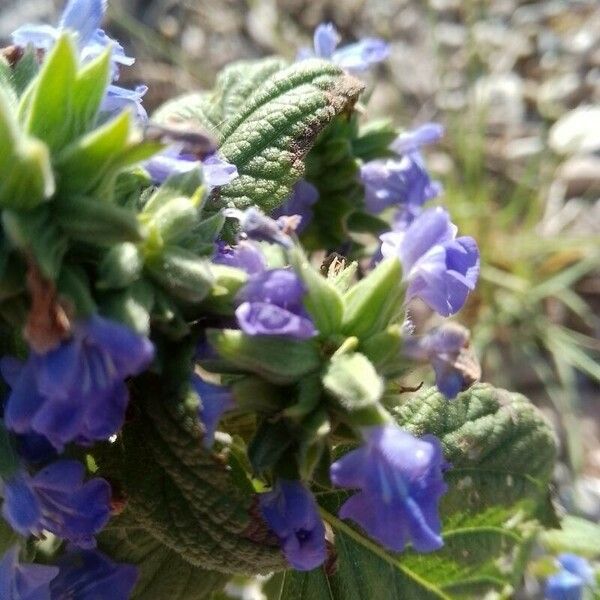 Salvia hispanica Flower