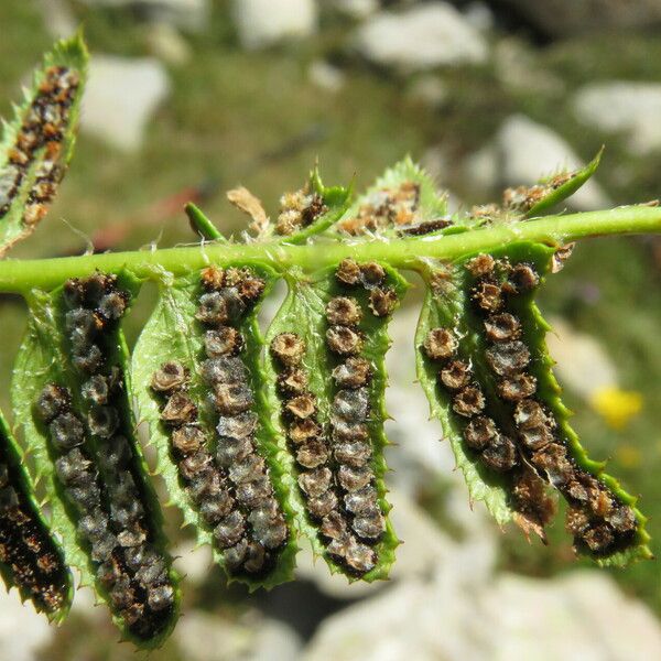 Polystichum lonchitis Frucht