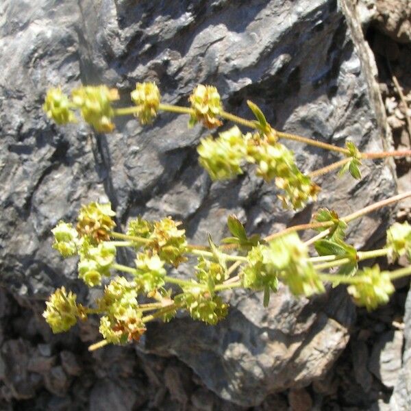 Alchemilla saxatilis Kukka