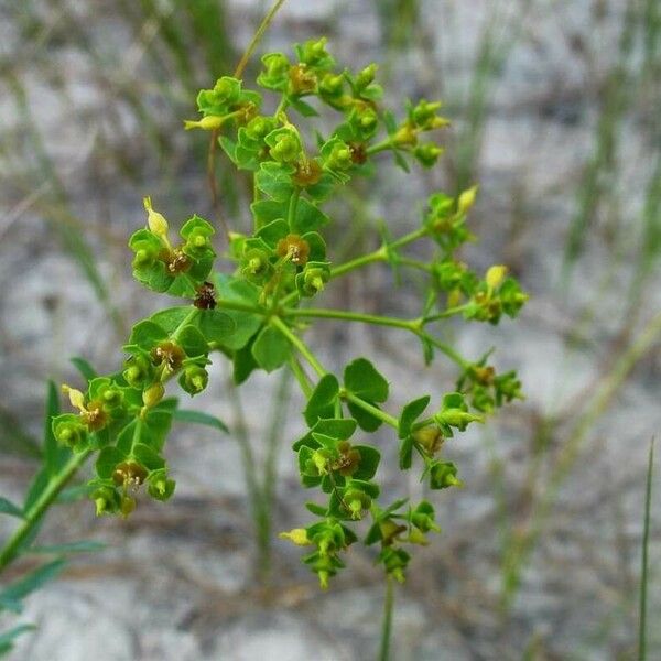 Euphorbia platyphyllos ফুল