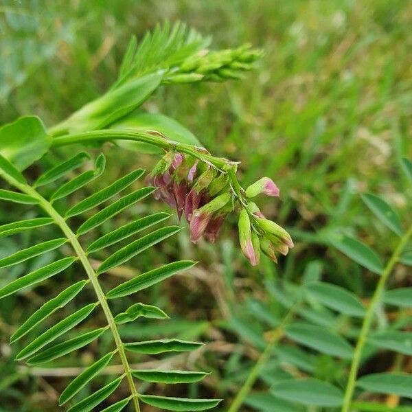 Astragalus atropilosulus Кветка