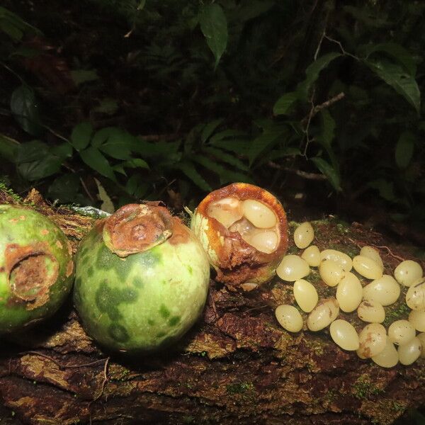 Posoqueria latifolia Vaisius