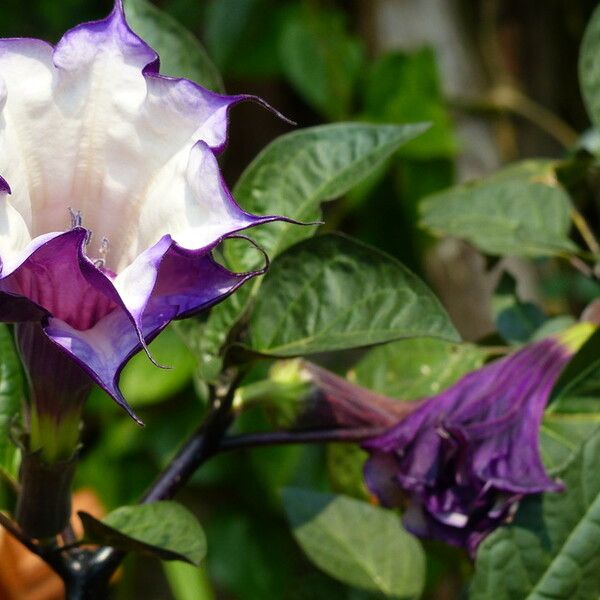 Datura metel 花