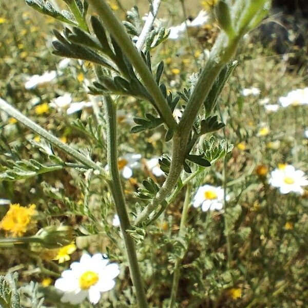 Anthemis tomentosa Лист