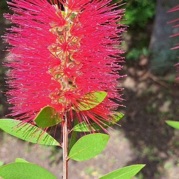 Melaleuca citrina Kukka