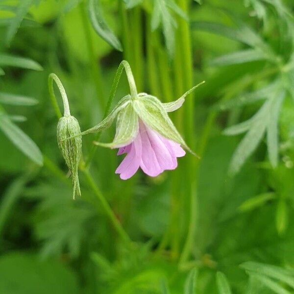 Geranium columbinum Blomma