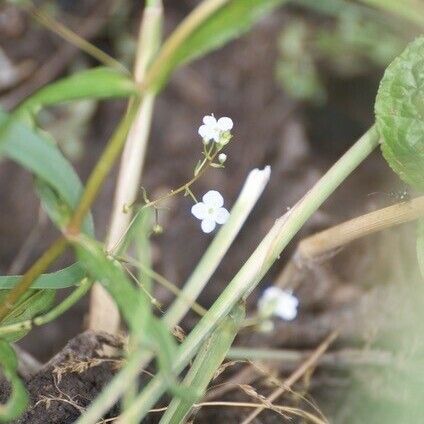 Veronica scutellata Virág