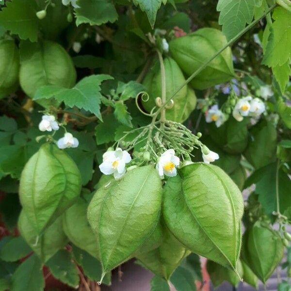 Cardiospermum grandiflorum Fruit