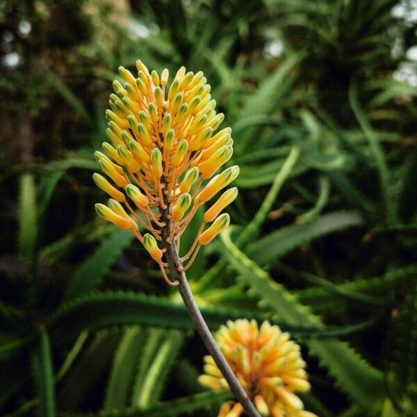 Aloe camperi ফুল