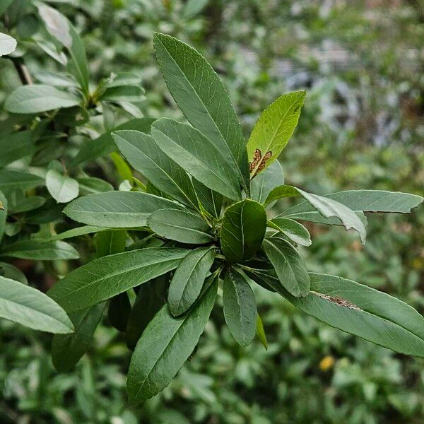 Pyracantha crenulata Fuelha