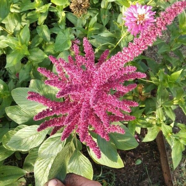 Amaranthus hypochondriacus Floare