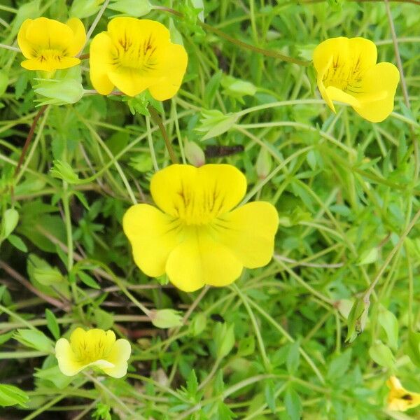 Mecardonia procumbens Floare