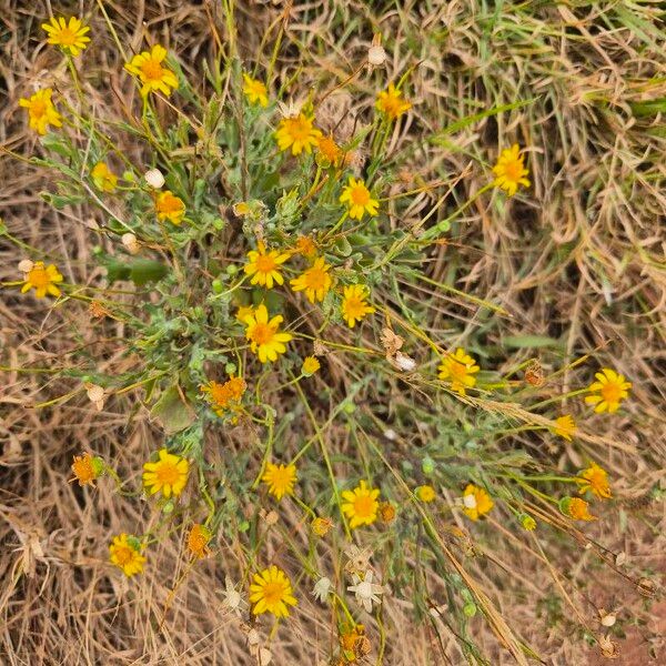 Aspilia mossambicensis Fiore