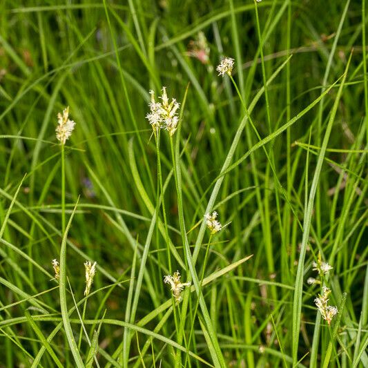 Carex brizoides Leaf