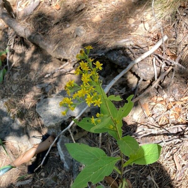 Solidago petiolaris Flower