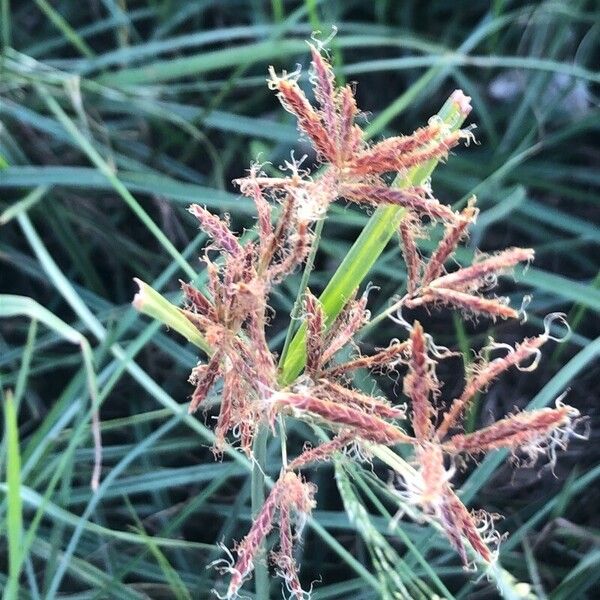 Cyperus rotundus Λουλούδι