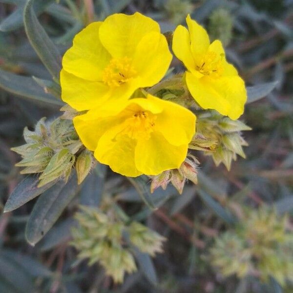 Helianthemum syriacum Õis