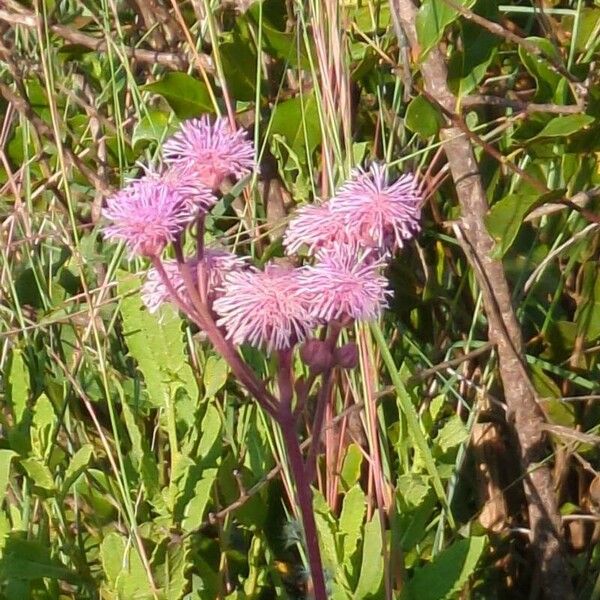 Campuloclinium macrocephalum Цвят