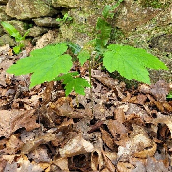 Acer spicatum Blad